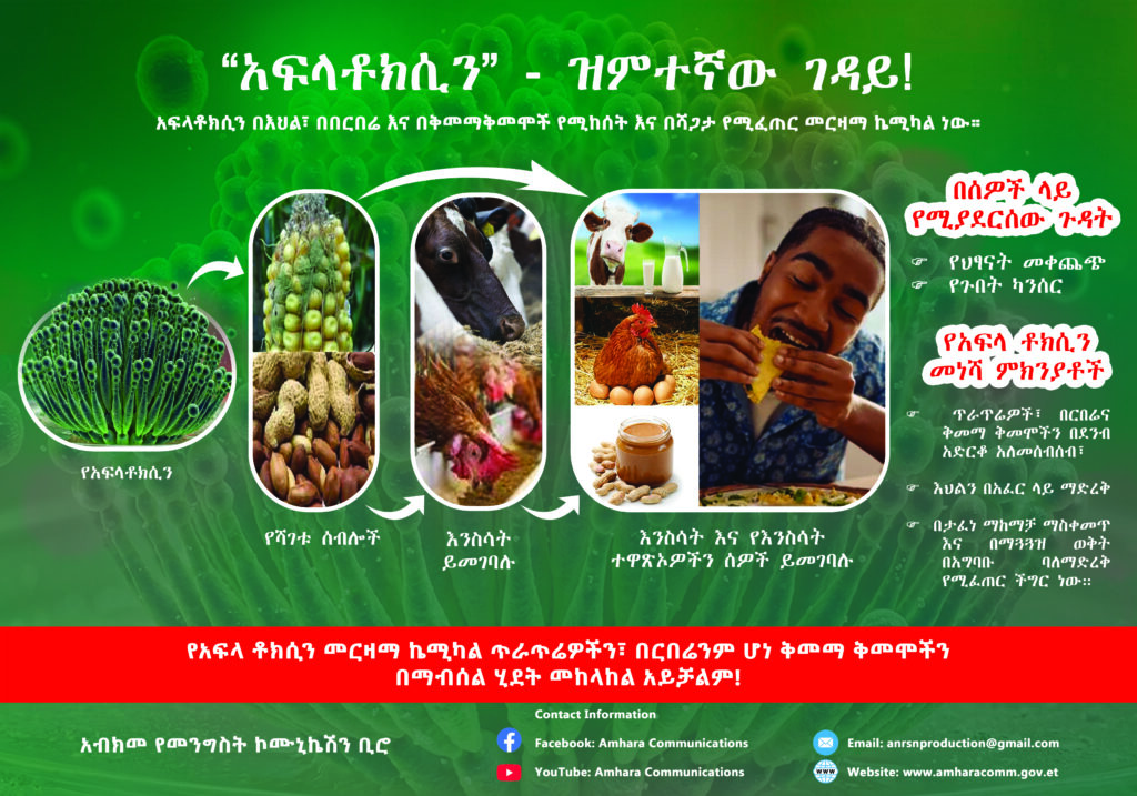 አፍላቶክሲን - ዝምተኛው ገዳይ